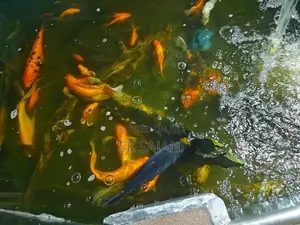 Wail Tail Koi Carp Fish