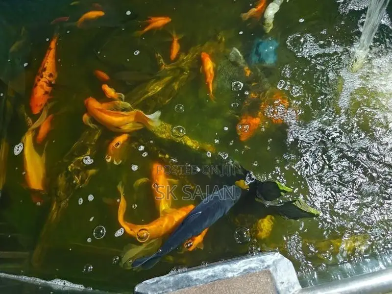 Wail Tail Koi Carp Fish