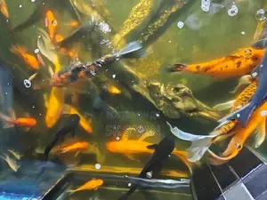 Wail Tail Koi Carp Fish