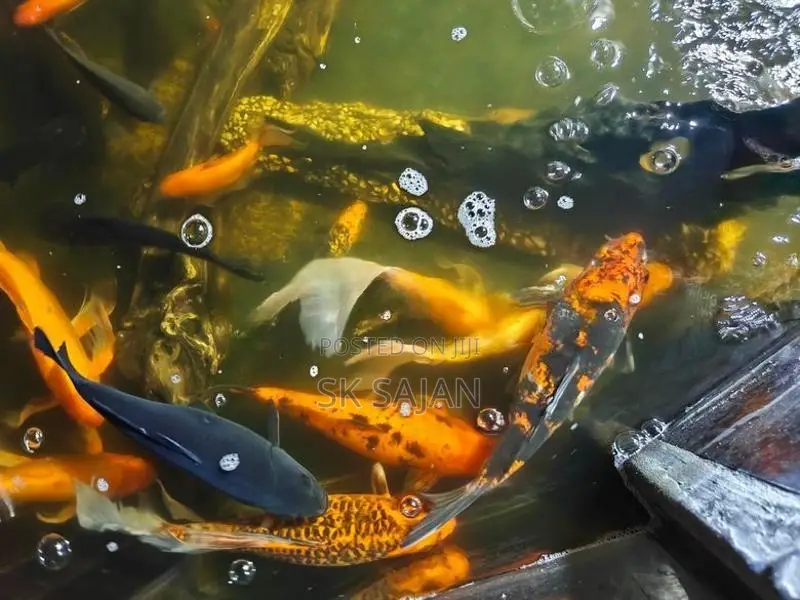 Wail Tail Koi Carp Fish