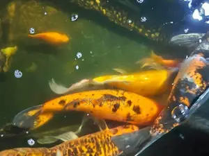 Wail Tail Koi Carp Fish