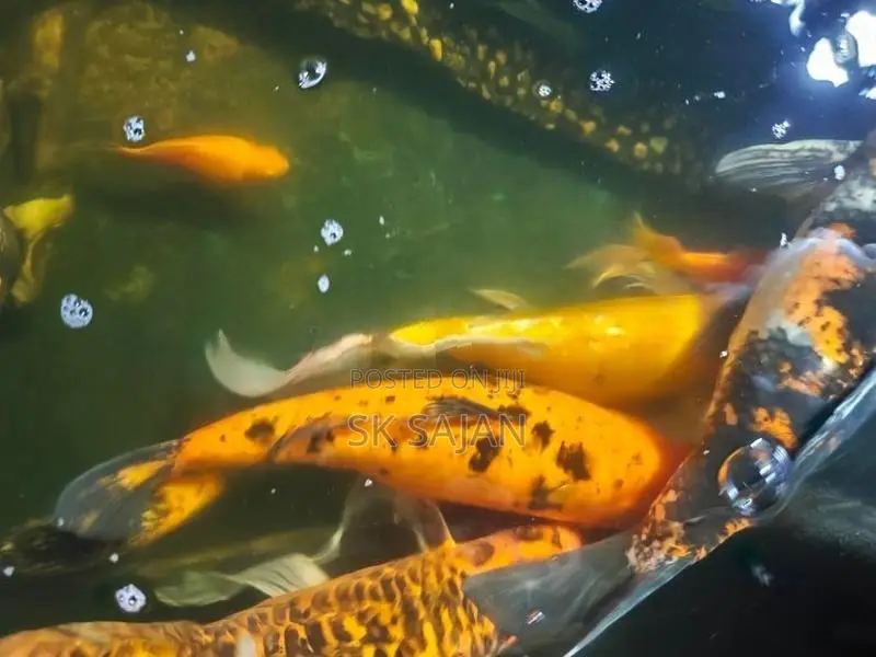 Wail Tail Koi Carp Fish