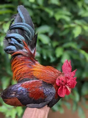බැන්ටම්