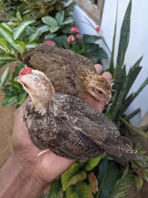බැන්ටම්