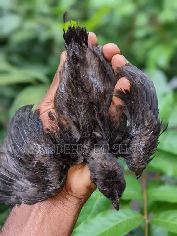 බැන්ටම්