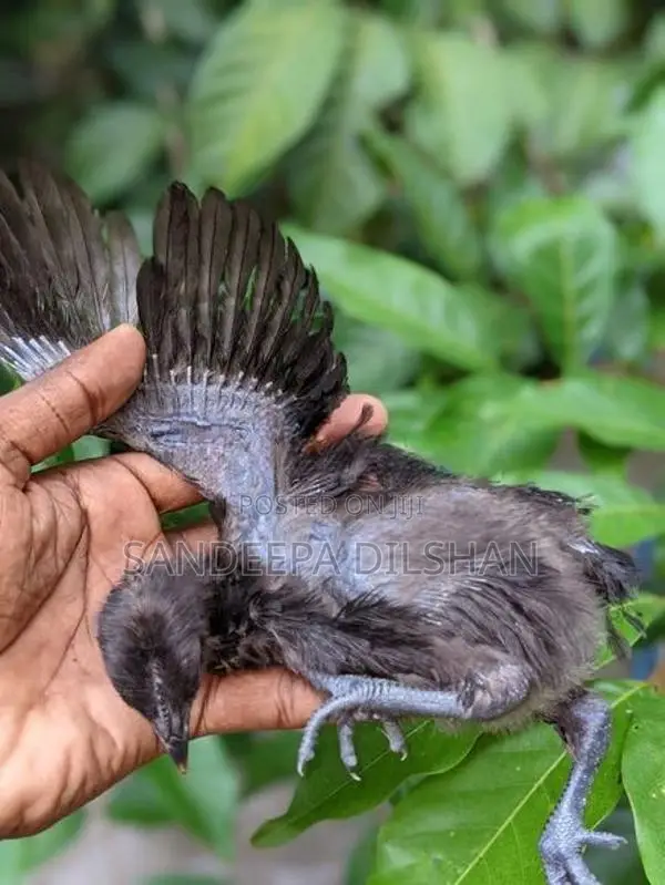 බැන්ටම්