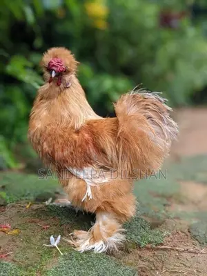 බැන්ටම්