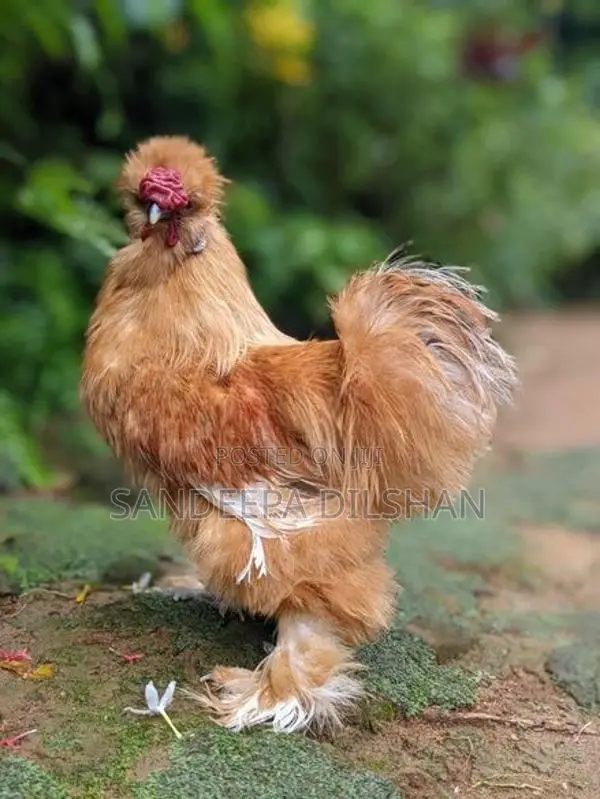 බැන්ටම්