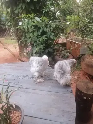 Brama