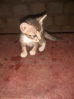 Tiger Cat