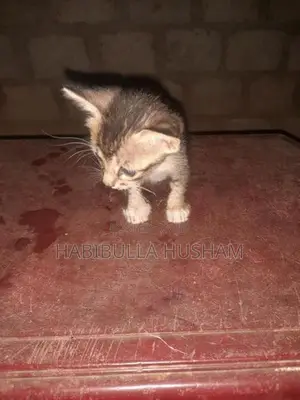 Tiger Cat