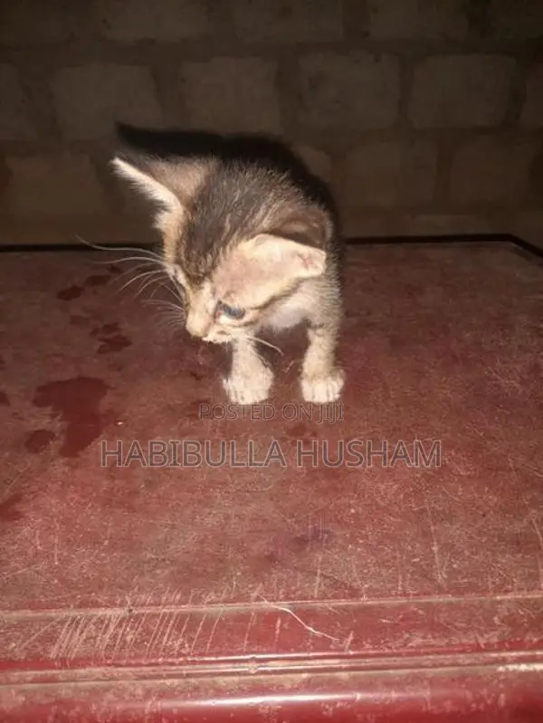 Tiger Cat