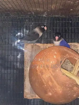 African Lovebirds