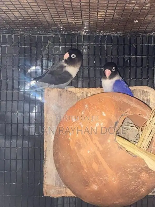 African Lovebirds