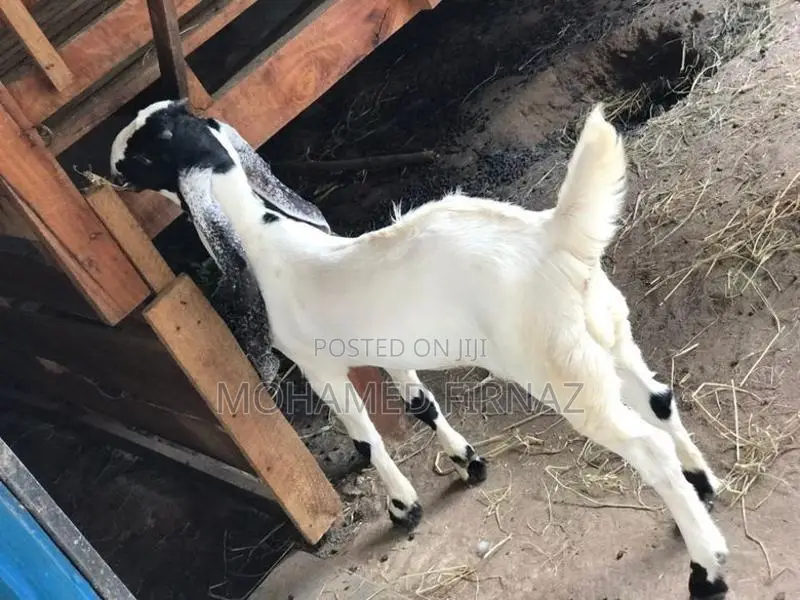 Jamunapari Goat