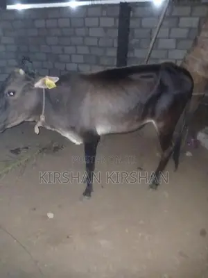 Milk Cow
