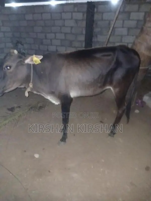 Milk Cow