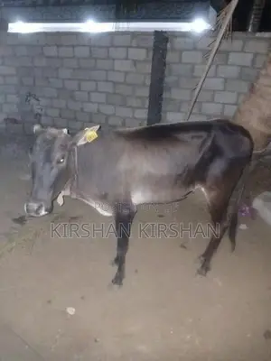 Milk Cow