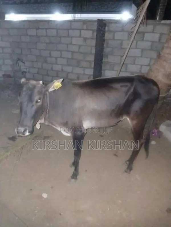 Milk Cow