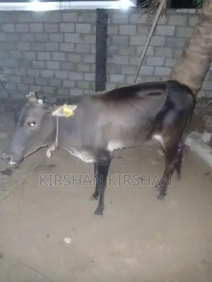 Milk Cow