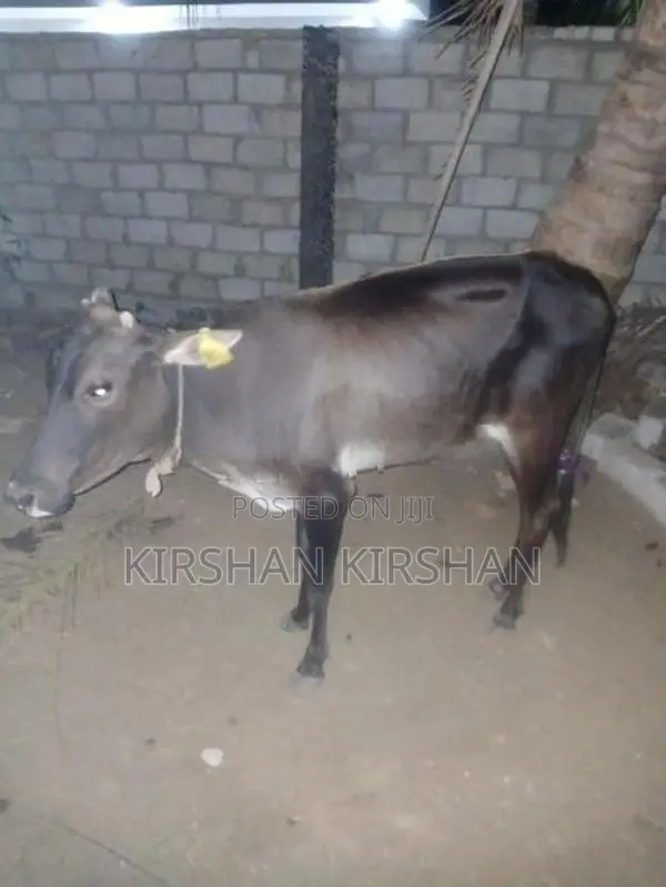 Milk Cow