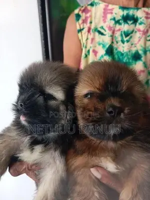 Shitzu Puppies