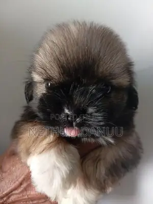 Shitzu Puppies