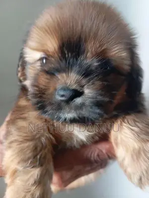 Shitzu Puppies