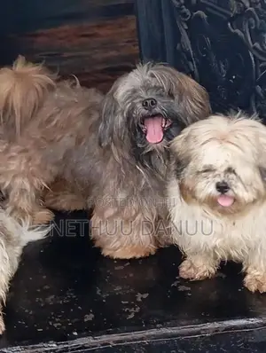 Shitzu Puppies