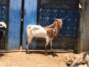 Jamunapari Goat
