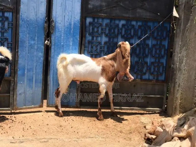 Jamunapari Goat