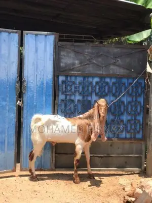 Jamunapari Goat