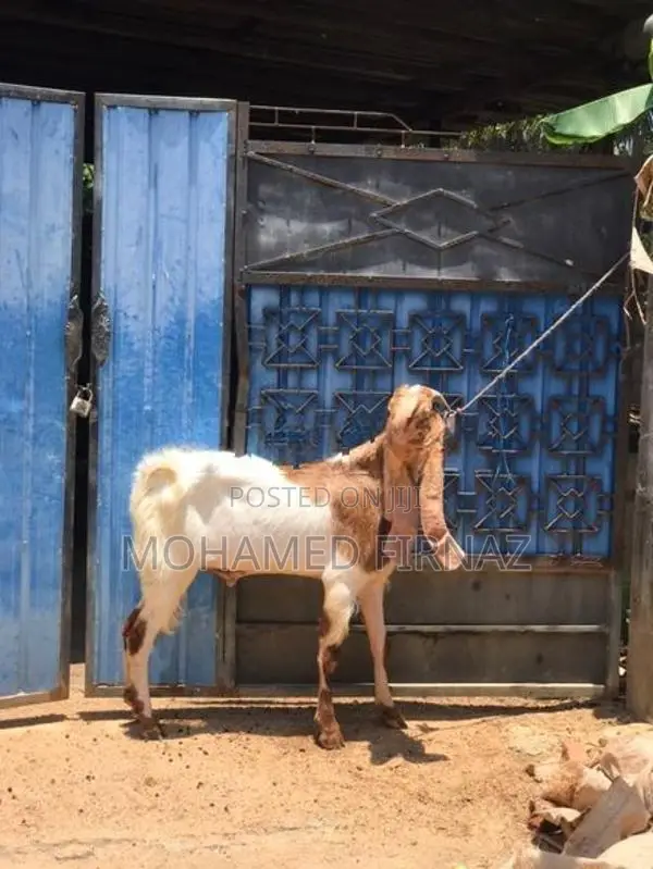 Jamunapari Goat