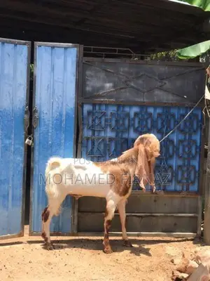 Jamunapari Goat