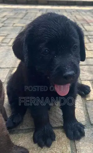 Labrador Retriever Puppies For Loving Homes