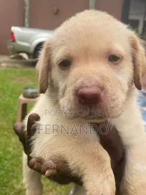 Labrador Retriever Puppies For Loving Homes