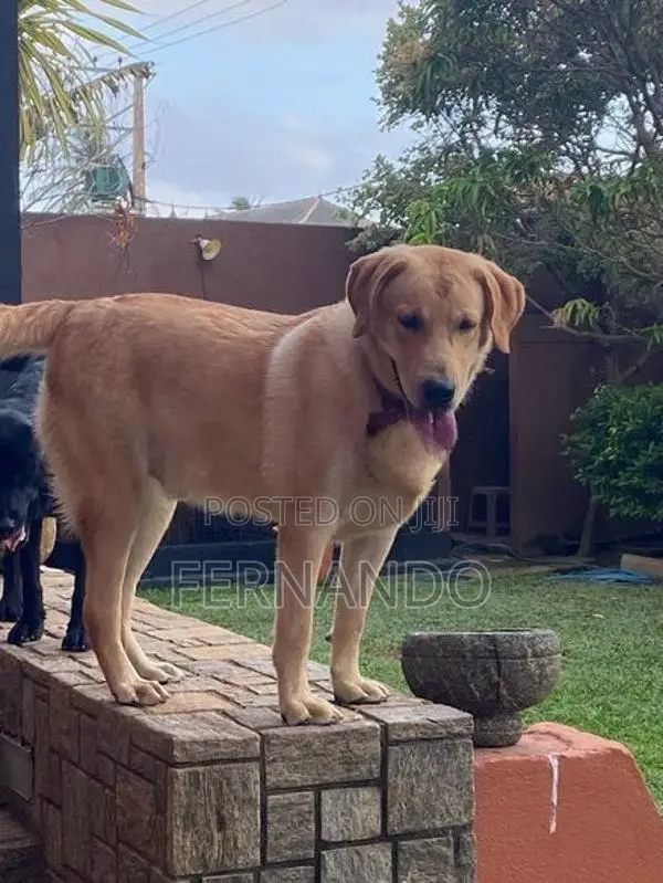 Labrador Retriever Puppies For Loving Homes