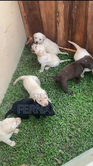 Labrador Retriever Puppies For Loving Homes