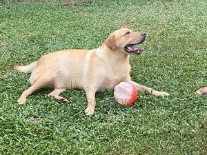 Labrador Retriever Puppies For Loving Homes