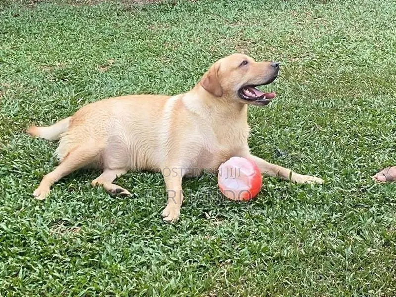Labrador Retriever Puppies For Loving Homes