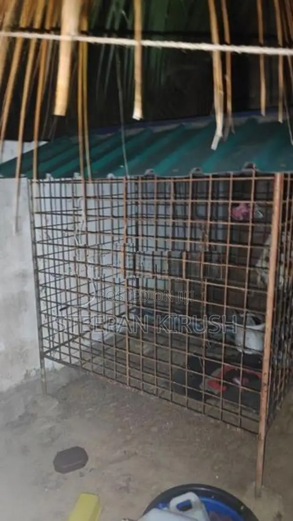 Dog Cage