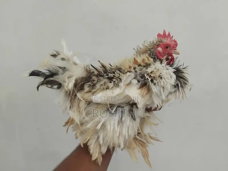 Frizzle Bantam