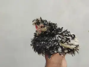 Frizzle Bantam