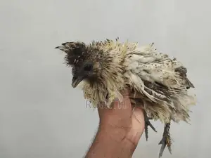Frizzle Bantam