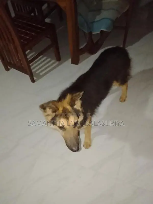 මෙම ෂේමන් ෂෙපට් බල්ලා