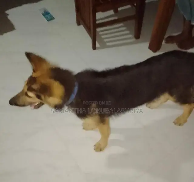 මෙම ෂේමන් ෂෙපට් බල්ලා