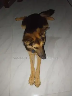 මෙම ෂේමන් ෂෙපට් බල්ලා