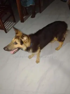 මෙම ෂේමන් ෂෙපට් බල්ලා