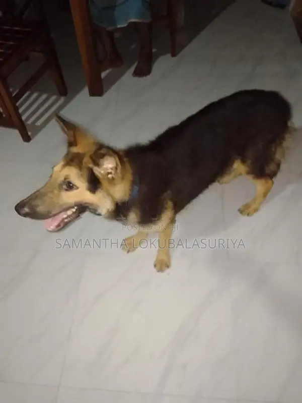 මෙම ෂේමන් ෂෙපට් බල්ලා