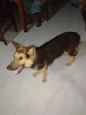 මෙම ෂේමන් ෂෙපට් බල්ලා